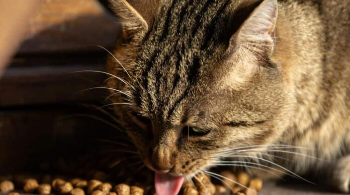 Is raw food harmful to cats?

