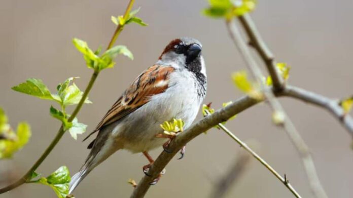 World Sparrow Day 2025: History, importance, importance and how to celebrate

