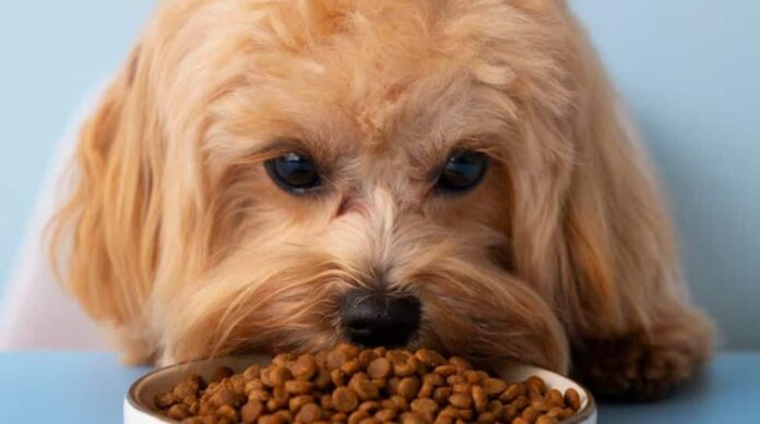 A pet showing signs are subject to a poor diet plan

