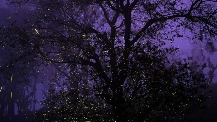 Described by Khatija Rahman, 'Stardust' disappears and highlights fireflies

