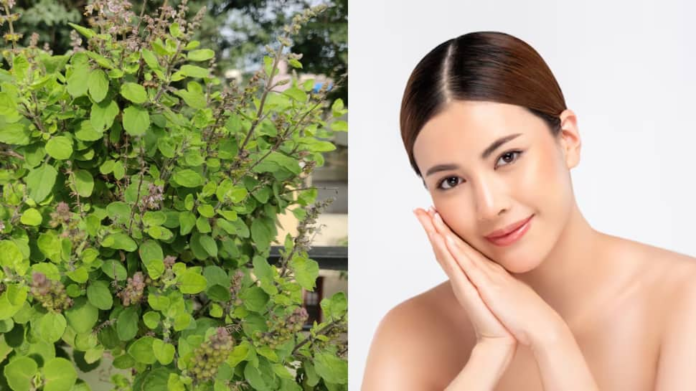 How Tulsi can change your skin: 3 powerful ways to achieve naturally clear and glowing skin

