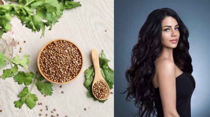 How to include coriander water in your hair care routine to promote rapid hair growth

