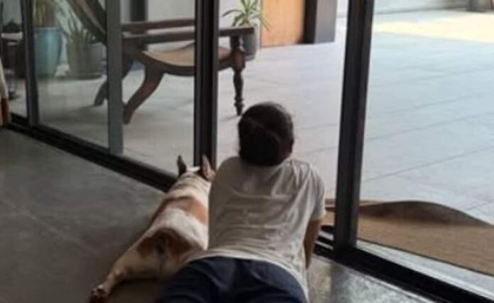 In Sunday post of Naga Chaitanya and Sobhita Dhulipala, Samantha's pet dog stolen in the headlines

