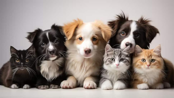 National Pet Day 2025: History, importance, desires, quotes and amazing health benefits of pet partner

