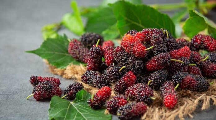5 scientific reasons why oily and acne-prone skin loves mulberry extracts

