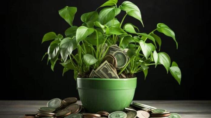 Learn the most auspicious day to set up a money plant for prosperity and happiness at home

