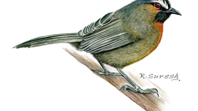This botanical painter is charting spatial and endangered species of Western Ghats, a brushstroke at a time


