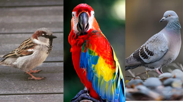 Birds nests at home: Those who bring prosperity and warns of trouble? Check the signs

