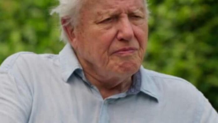 David Attenborough New Documentary Ocean Urges Action To Save The Seas David Attenborough’s New Documentary ‘Ocean’ Urges Action To Save The Seas