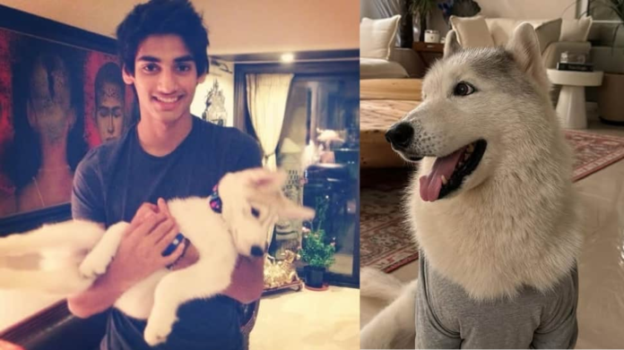 Until we meet Athiya and Ahaan Shetty's favorite pet Body again

