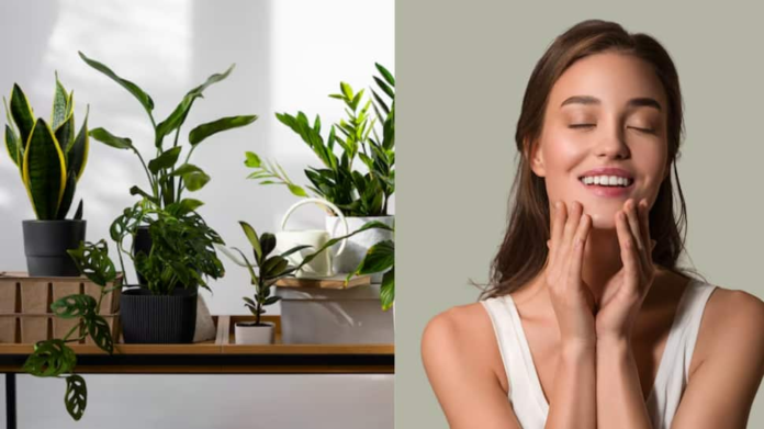 5 incredible indoor plants can grow at home that provides amazing skincare benefits

