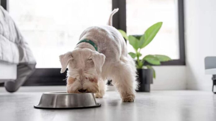 Hidden Calorie: Why feeding your pets can be a hindrance to human food healthy weight management

