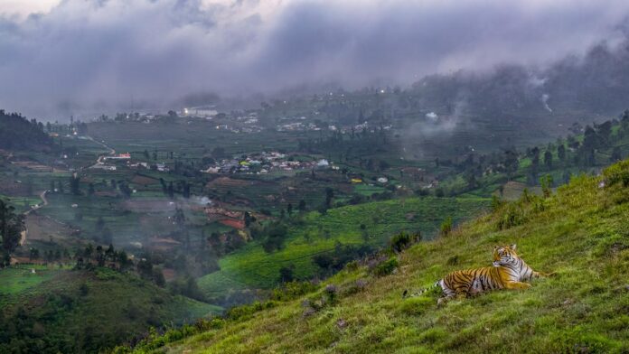 Sandesh Kadur's Nilgiris: A shared forest hit the big screen

