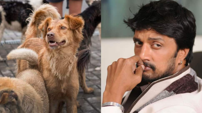 Kichcha Sudepa expressed concern over the Supreme Court's order to remove the stray dog at Delhi-NCR, called for adoption and care

