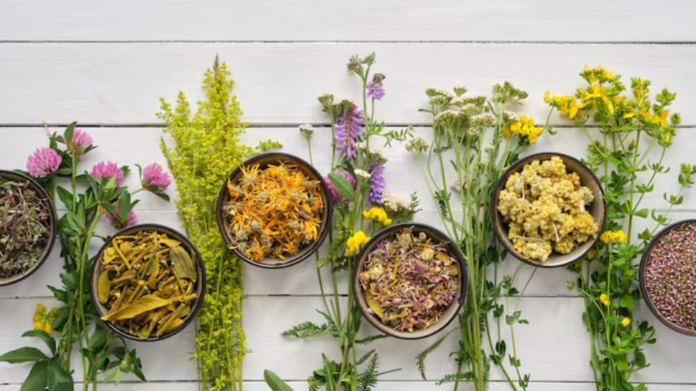 World Ayurveda Day 2025: History, importance, and why it is called science of science

