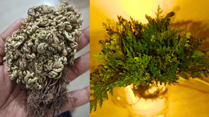 Happy Dhanteras 2025: Grow this magical Sanjeevani herb today for instant wealth, success and abundance