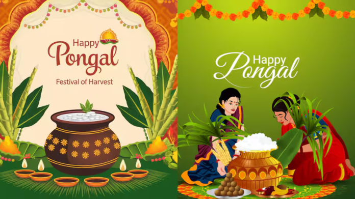 How is Pongal 2026 celebrated? Different dates and names for rituals day-wise, here's everything you need to know